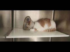 -萌兽医馆·犬猫专科·眼科中心·宠物医院(朝阳门分院)