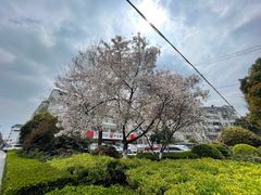 -红梅公园