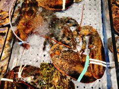 -开海·红岛海鲜虾水饺(石老人店)