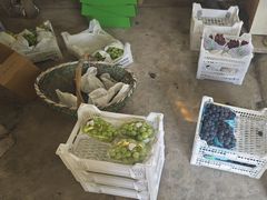 -马陆小张葡萄园农家乐