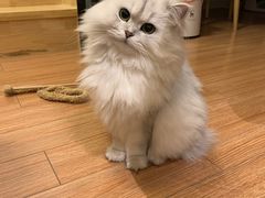 -宠爱国际动物医院·消化内科·心肾内科·ISFM猫友好(望京店)