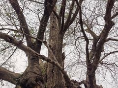 -苏州文庙(姑苏区)