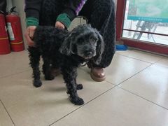 -瑞派·关忠动物医院·猫专科·犬专科(三环新城店)