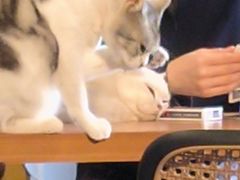 -猫猫幼稚园·撸猫·桌游·电玩