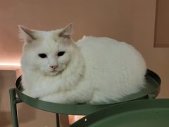 -猫儿山۰猫主题餐厅