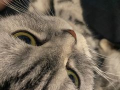 -猫房·猫吧·猫咖(龙湖时代汇店)