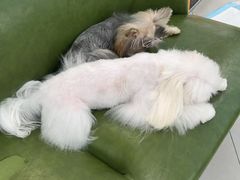 -小呆的宠物店·宠物售卖·宠物寄养(城西店)