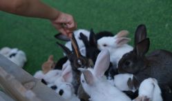 -萌宠亲子动物乐园(槐房万达店)