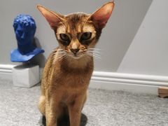 -米宠家·撸猫猫咖小萌宠·猫咪洗澡·猫咪寄养(高新大都荟店)
