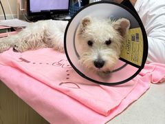 -安安宠医宠物医院·异宠·犬猫内科(岳阳分院)