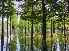 -泗洪洪泽湖湿地景区