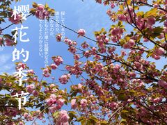 -高东镇樱花园