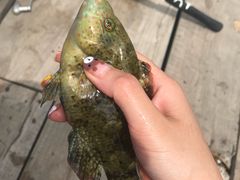-珊瑚岛