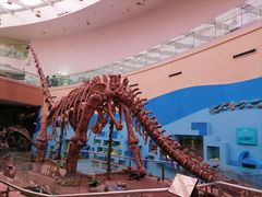 -陕西自然博物馆