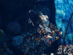 -暹罗海洋世界
