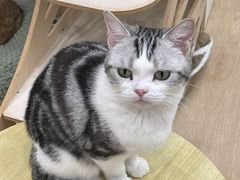 -有喵·猫咖·狗咖·30几只猫10只小狗(岗厦店)