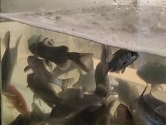-小乡小镇·传承桐庐土菜·老板亲自烧的菜