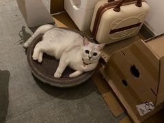-宠颐生嘉德动物医院