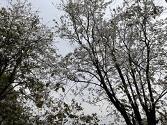 -中国科学院华南植物园