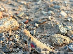 -克孜尔尕哈烽燧世界文化遗产公园