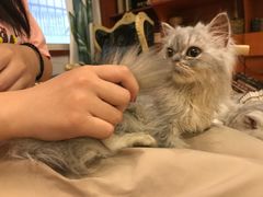 -万小咖.猫咖(中山路天虹店)