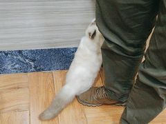 -瑞派名望志远动物医院·猫科·內科·异宠专科(直港大道店)