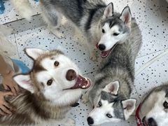 -Husky Go!哈士奇体验馆·宠物咖啡厅狗咖