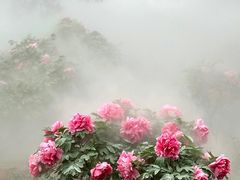 -北京西山国家森林公园