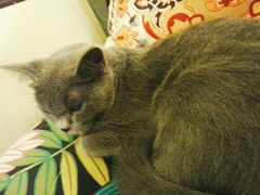 -猫色咖啡·猫咖