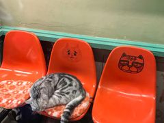 -猫咪博物馆(顶澳仔猫街店)