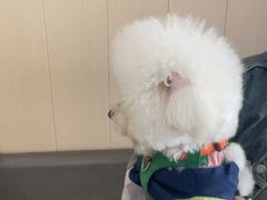 -半岛宠物医院24小时(科华中路店)