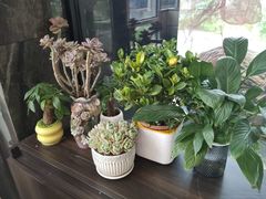 -院里寻菜·精致庭院菜(观沙岭店)