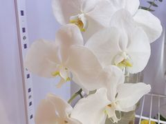 -花邻FloweringLife花艺气球派对(武康大楼店)