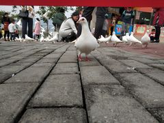 -飞来湖湿地公园
