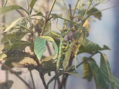 -上海大自然野生昆虫馆