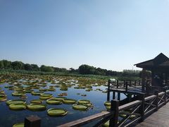 -荷塘月色湿地公园·向阳花洲