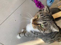 -平行世界·猫咖(首经贸店)