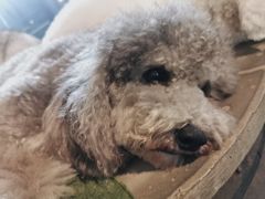 -more than meow吴止猫主题餐厅(承德 中船汇店)