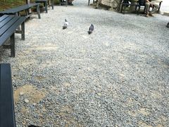 -豆政(金閣寺境内売店)