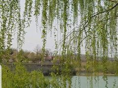 -樱花山风景区