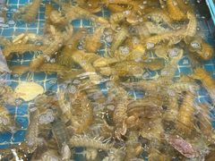 -大锅强·蒸海鲜青岛菜(吾悦广场店)