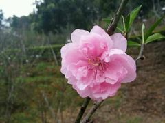 -南国桃园旅游度假区