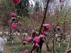 -桃花涧