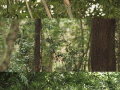-成都大熊猫繁育研究基地