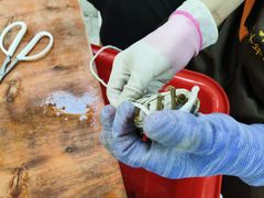 -阳澄湖大闸蟹·琼灵阁牌品牌连锁(吴中总店)