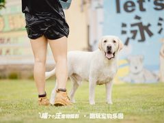 -趣玩宠物乐园寄养训犬训狗游泳池
