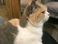 -吉丁鸟咖·异宠·寄养