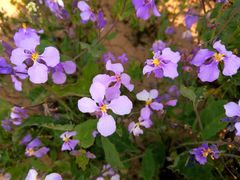 -汉长安城未央宫国家考古遗址公园