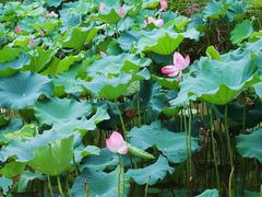 -白鹭湾湿地公园