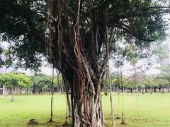 -万绿园